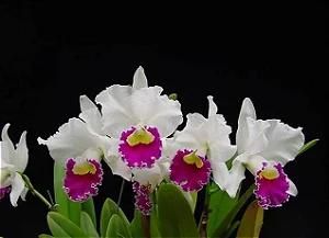 Cattleya Stephen Oliver 'Fouraker' 1 - 2 Frentes com Botoes (Antiga)