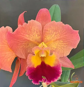 Blc. Exotic Dream 'Original' 2 - Espata Floral (Botao)