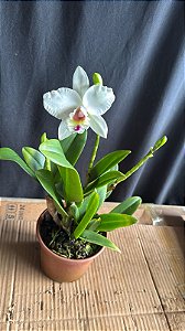 Lc. (Anceps x Jaguariuna) - Florida + 2 Frentes com Botoes