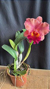 Blc. Mirian Suzuki 'Rotunda' - Florida + Espata Floral
