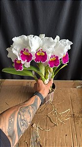Lc. Melody Fair 'Mishima' 1 - 5 Flores Enfileiradas