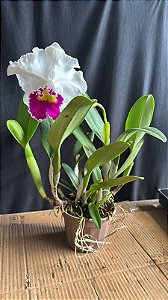 Lc. Melody Fair 'Mishima' 2 - 4 Frentes com Botoes