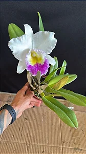Bc. Pastoral 'Aniel Carnier' 2 - 2 Frentes com Botoes
