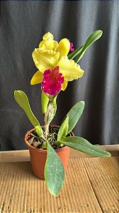 Blc. Alma Kee 'Tipmalee' - 2 Flores + Espata Floral