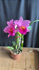 Blc. (Suzuki's Yellow Flare x Mirian Suzuki Rotunda) - Cor Exotica