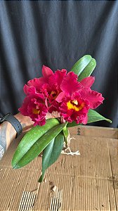 Blc. Burdekin Fireball 'Yellow Lip' - 3 Flores