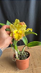 Blc. Moon Star 1 - 3 Flores Abertas