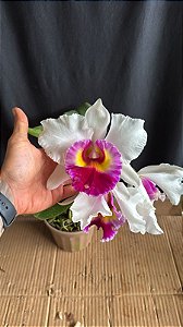 Blc. (Siam Old White x Siam Pink) - 3 Flores Gigantes