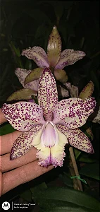 Cattleya Marie Haga 'Freckles' 1 - Vegetal Cheio