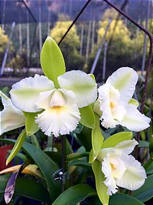 Epc. Siam Jade 'AVO' - 2 Frentes com Botoes