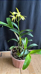 Dendrobium (Speciosum x Kingianum) 1 - Florido
