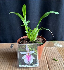 Miltonia Spectabilis Rosea - Pre Adulta