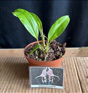 Stanhopea Bueraremensis - Tamanho 3 (Pote 10)
