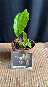 Stanhopea Lietzei - Tamanho 3 (Pote 10)