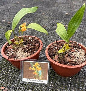 Bifrenaria Vitellina - Pre Adulta (cuia)