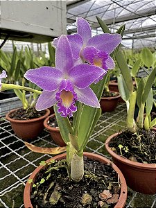 Hoff. Rupestris x Cattleya Alaori - Pre Adulta (Pote 7)