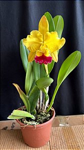 Blc. Exotic Dream - Adulta - Orquidário Suzuki