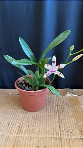 Miltonia Brasileira 4