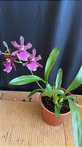 Miltonia Brasileira 8