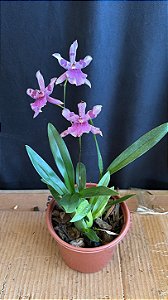 Miltonia Brasileira 10
