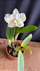 Cattleya Dolosa Semi Alba 'Kenny' - Florida