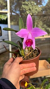 Laelia Pumila - Florida
