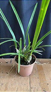 Encyclia Andrichii 4