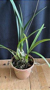 Encyclia Andrichii 5