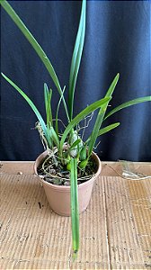 Encyclia Andrichii 7