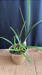 Encyclia Andrichii 8