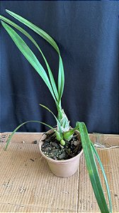Encyclia Andrichii 11