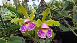 Cattleya Schilleriana Semi Alba 'Super Green' 5 - Vegetal