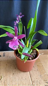 Miltonia Brasileira Hybrid 6
