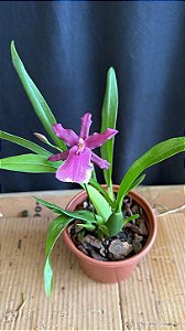 Miltonia Brasileira Hybrid 7
