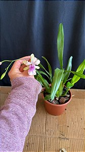 Miltonia Brasileira Hybrid 10