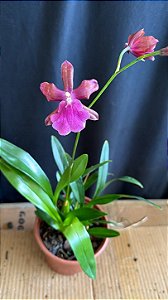 Miltonia Brasileira Hybrid 11