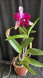 Cattleya (Intermedia Flamea x Tropical Sunset) 1 - Vaso Cheio