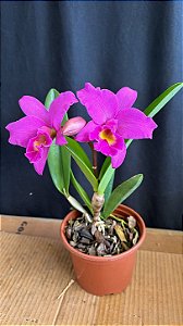 Blc. (Amazing Thailand x Maikai Mayumi) 2 - Boa Forma - Orquidário