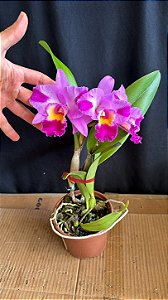 Blc. (Mini Song Petite x William Farrel) - Colorida