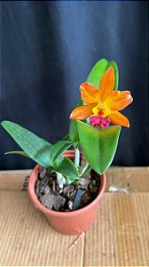Cattleya Loog Tone 'Orange' 2 - Florida