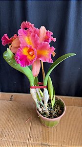 Blc. (Macki Flare x Hall of Fame) - Rosa / Amarela / Salmao