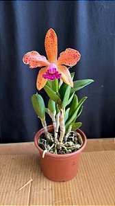 Cattleya (Royal Cognac x Rustic Spots) 2 - FLorida