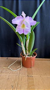 Bc. (Maikai Mayumi x Pastoral Innocence) 10 - Florida + Vaso Cheio