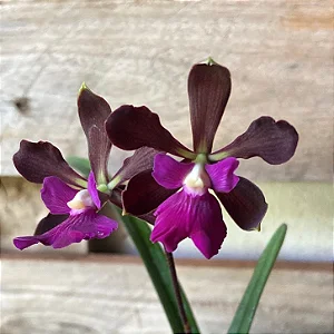 Encyclia (Atropurpurea x Adenocaula) 1