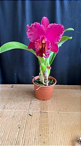 池田孫楊　リトグラフ Blc. (Chia Lin 