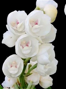 Peristeria Elata Pote 17 - 3