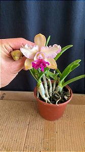 Cattleya (Loddigesii x Tropical Sunset) - 2 Flores