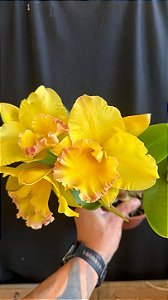 Blc. Moon Star 10 - 3 Flores (Perfeitas)