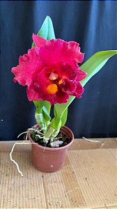 Blc. (Exotic Dream x Chia Lin) Red - Florida