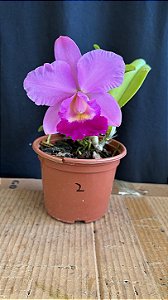 Lc. (Aloha Case 'Ching Hua' x Irene Finney) 2 - Florida